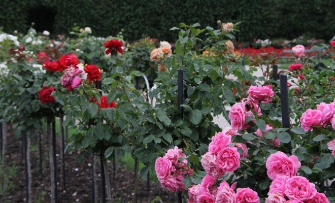 Клумба с розами: 82 фото оформлений на даче | malino-v.ru